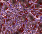 image rendering of nerve cells